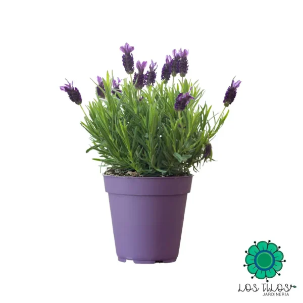 Lavanda