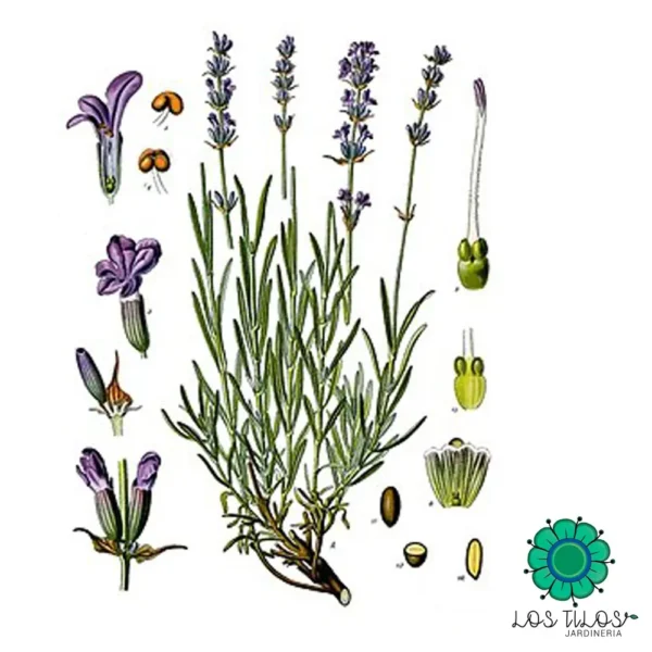 Lavanda