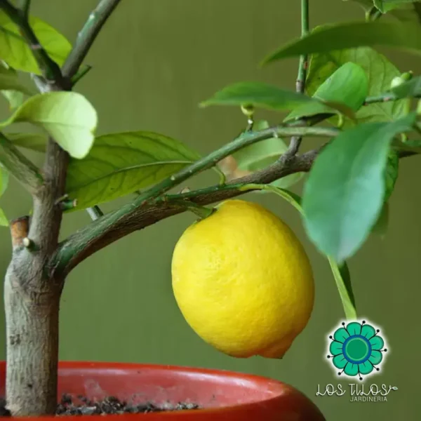 Limonero